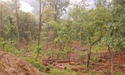 यसरी नासिन्छ जंगल