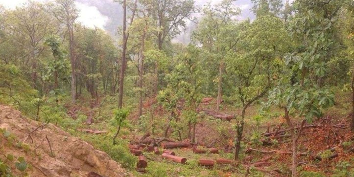 यसरी नासिन्छ जंगल