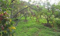 प्रदेशसँग १८ हजार स्याउका बिरुवा माग