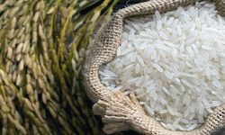 भारतसँग बासमती चामलको लडाइँ : नेपालले पठायो ईयूलाई विरोधपत्र