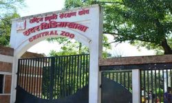 चिडियाखानामा अवलोकनकर्ता उत्साहित