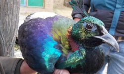 डोल्पाको डाँफे चिडियाखाना लगिँदै