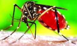 तारकेश्वर नगरपालिकाले  डेङ्गु नियन्त्रण गर्न सुरु गर्‍यो  चार अभियान