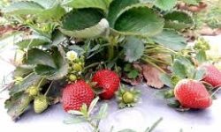 पाल्पामा भुइँकाफलको व्यावसायिक खेती