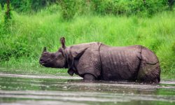 यस वर्षको हिउँदमा गैँडा गणना