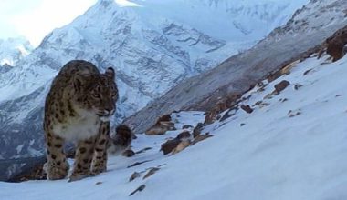 डोल्पामा हिँउ चितुवा जोगाउन पशु बीमा