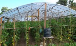 बेमौसमी तरकारी खेतीप्रति आकर्षण