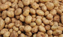 कोरोनाले भारतबाट आलु नआएपछि आलु बीउको हाहाकार