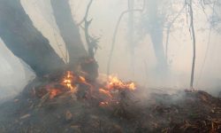 पाथीभरा क्षेत्रमा लागेको डढेलो अझै अनियन्त्रणमा आएन, सयौँ पशुपक्षी मरेको अनुमान