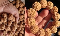 रुद्राक्ष व्यवसायी चिन्तामा