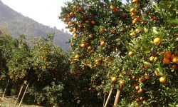 दुई हजार ३५० हेक्टरमा सुन्तला बगैँचा विस्तार