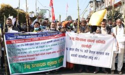 सरकारलाई उखु किसानको पत्र : बक्यौता भुक्तानी नभएसम्म घर फर्कँदैनौँ