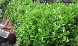 झुक्काएर विरुवा बेच्ने नर्सरीलाई बिरुवा बिक्री गर्न रोक