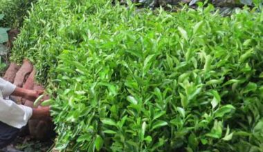 झुक्काएर विरुवा बेच्ने नर्सरीलाई बिरुवा बिक्री गर्न रोक