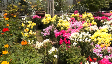 कोरोनाले थलिएको पुष्प व्यवसाय चलायमान हुँदै