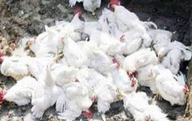 तीन जिल्लामा बर्ड फ्लू संक्रमण : ८५ हजार कुखुरा नष्ट