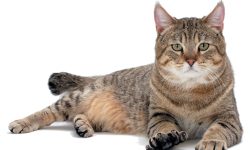 दक्षिण कोरियामा बिरालोमा पहिलोपटक कोरना सङ्क्रमण पुष्टि