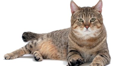 दक्षिण कोरियामा बिरालोमा पहिलोपटक कोरना सङ्क्रमण पुष्टि