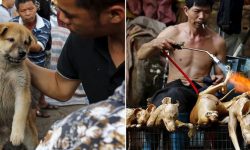 चिनियाँले किन खान्छन् कुकुरको मासु ?