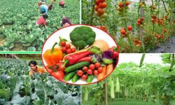 विदेशबाट फर्केर सामूहिक तरकारी खेतीमा रमाउँदै