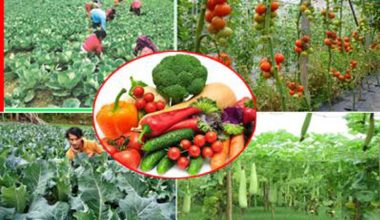 विदेशबाट फर्केर सामूहिक तरकारी खेतीमा रमाउँदै