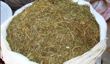 जिम्बु र भोटेजिराको लोभलाग्दो व्यापार