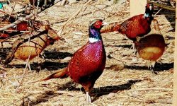 जुम्लामा पनि सुरु भयो कालिज पालन व्यवसाय