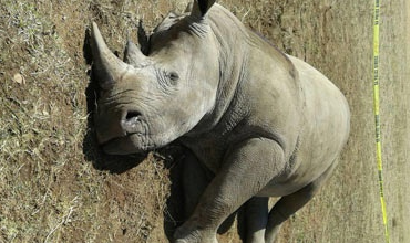 चितवन राष्ट्रिय निकुञ्जका दुई गैँडा मरे