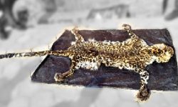 पेशाले भेडा गोठाला रहेका घले दुर्लभ बन्यजन्तु बाघको छाला सहित पक्राउ