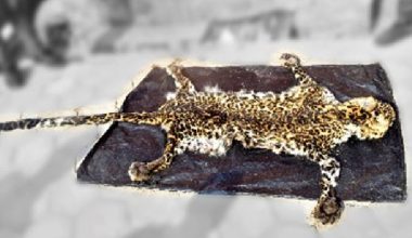 पेशाले भेडा गोठाला रहेका घले दुर्लभ बन्यजन्तु बाघको छाला सहित पक्राउ