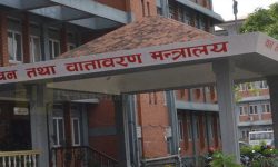 सालका काठमाथिको प्रतिबन्ध आठ महिनापछि खुला