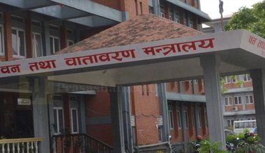 सालका काठमाथिको प्रतिबन्ध आठ महिनापछि खुला