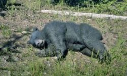 करेन्ट लागेर जङ्गली भालुको मृत्यु