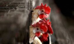 बर्डफ्लू संक्रमण पुष्टि पश्चात् मासुजन्य पदार्थ ल्याउनमा प्रतिबन्ध