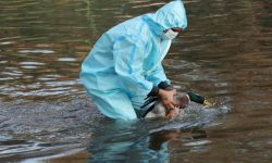 भारतको राजधानिमा वर्ड फ्लुको पुष्टि