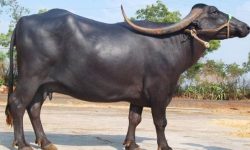 भैंसी पालनमा रमाउँदै दाङका डाँगी