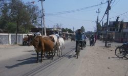 राजधानीको छाडा चौपाया हुम्ला पठाइयो