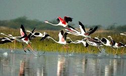 चितवन राष्ट्रिय निकुञ्ज र आसपासका क्षेत्रमा चरा गणना आइतबारदेखि