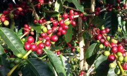 कफी पकेटक्षेत्र बनाइँदै