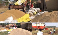 बारामा तीन अर्ब ३४ करोडको अगहनी धान उत्पादन