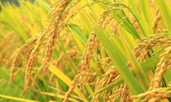 धानको समर्थन मूल्यले किसान लाभान्वित