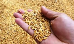 कृषकलाई चैते धानको बीउ अनुदानमा