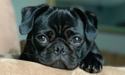 कुकुरलाई पनि १५ रोपनी जग्गा अंश