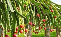 व्यावसायिक ड्रागनखेतीबाट राम्रो आम्दानी