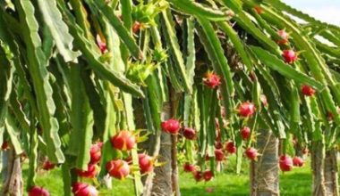 व्यावसायिक ड्रागनखेतीबाट राम्रो आम्दानी