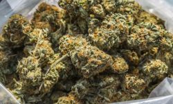 प्रहरीद्वारा एक सय किलो अवैध लागूऔषध गाँजा बरामद