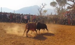 माघे सङ्क्रान्तिमा नुवाकोटमा ३१ हल गोरु जुधाइने