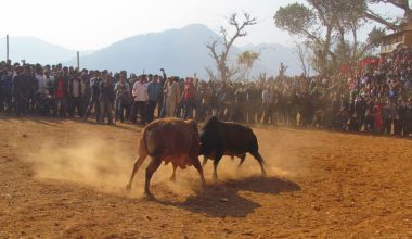 माघे सङ्क्रान्तिमा नुवाकोटमा ३१ हल गोरु जुधाइने