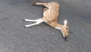 मोटरसाइकलको ठक्करबाट हरिणको मृत्यु