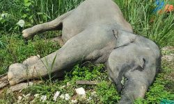 झापामा पोथी हात्ती मृत फेला